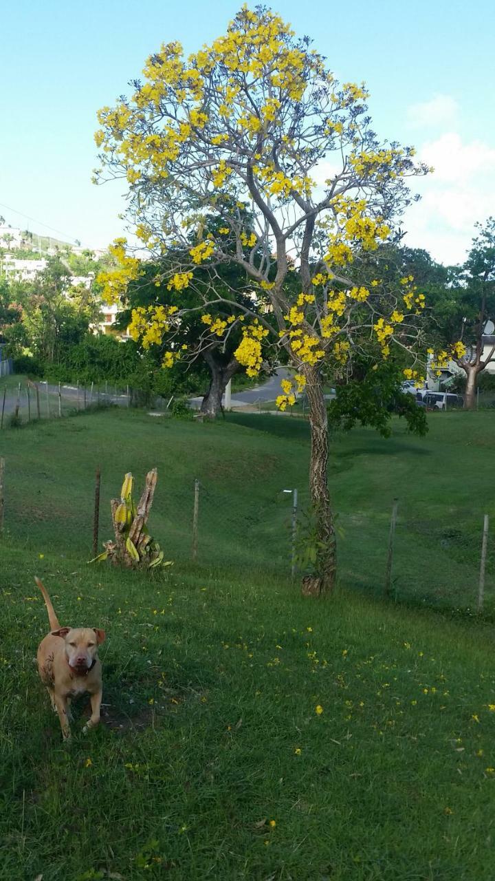 Casa Del Parque Guesthouse Vieques Esterno foto